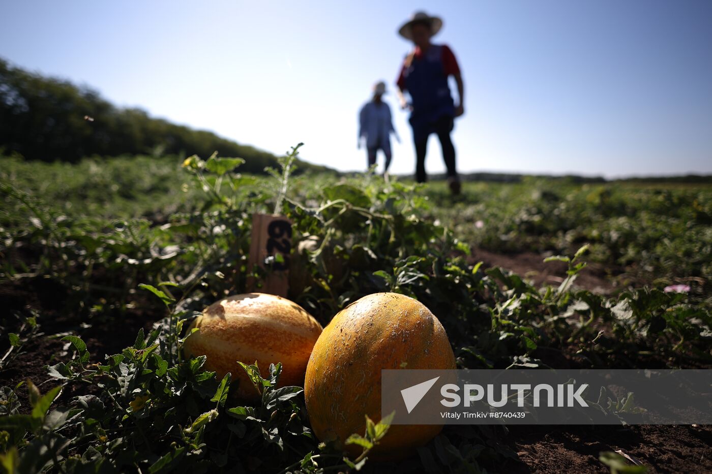 Russia Agriculture Watermelons