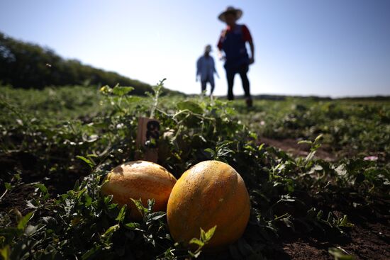 Russia Agriculture Watermelons