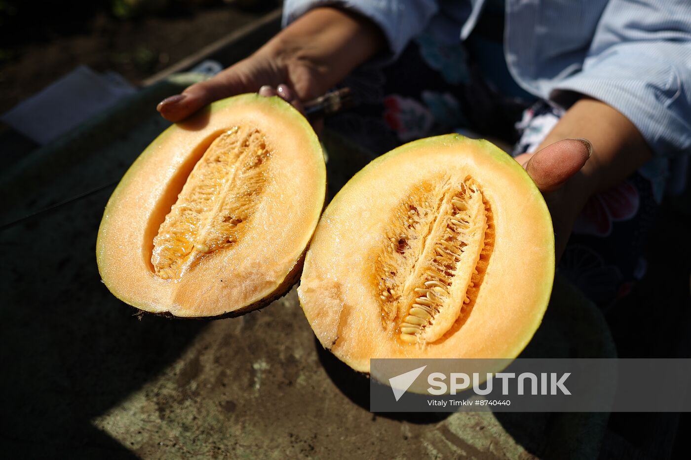 Russia Agriculture Watermelons