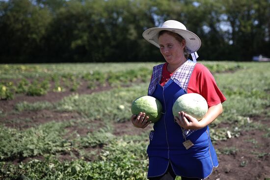 Russia Agriculture Watermelons