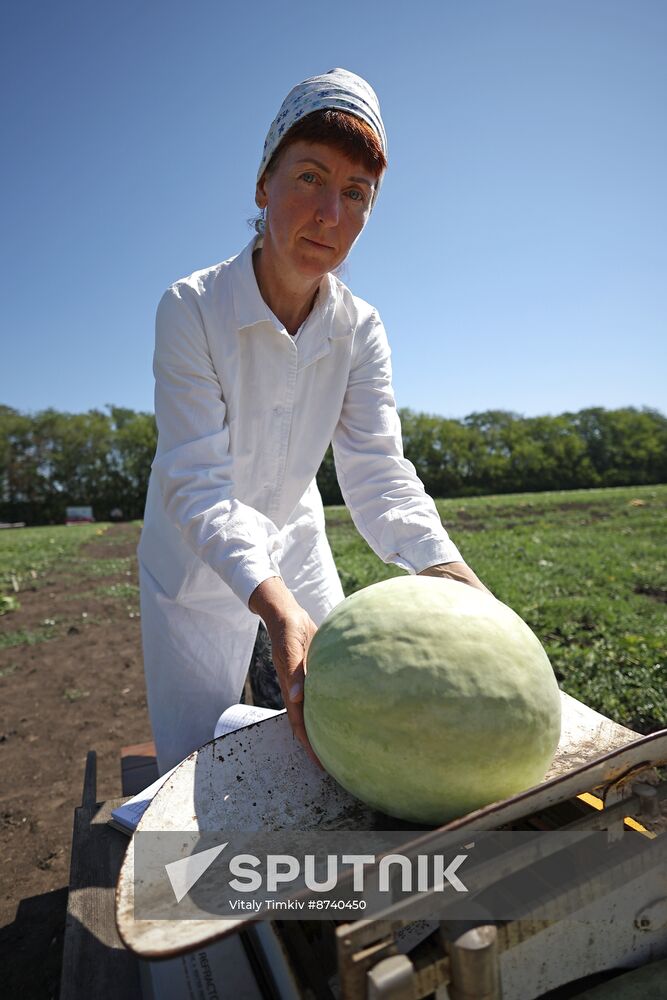 Russia Agriculture Watermelons