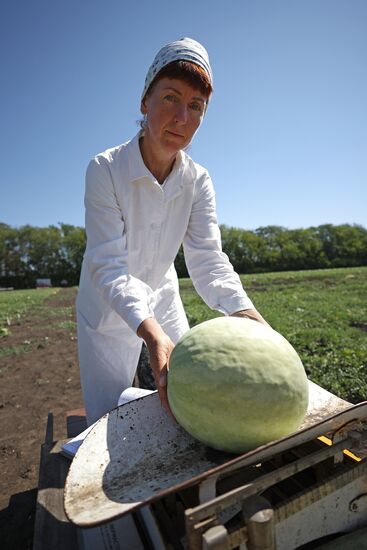 Russia Agriculture Watermelons