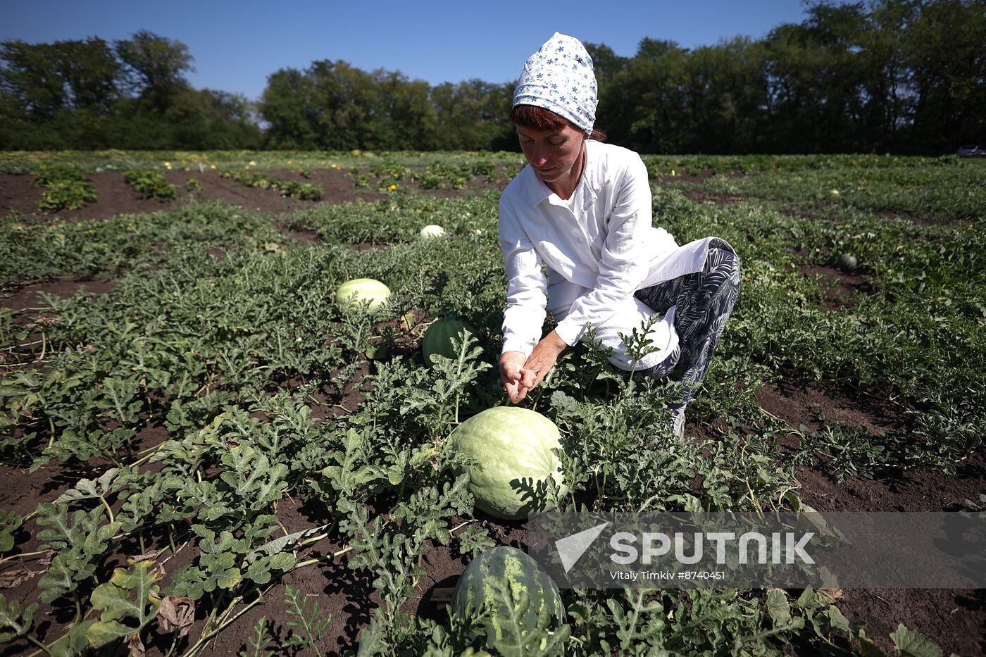 Russia Agriculture Watermelons