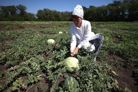 Russia Agriculture Watermelons