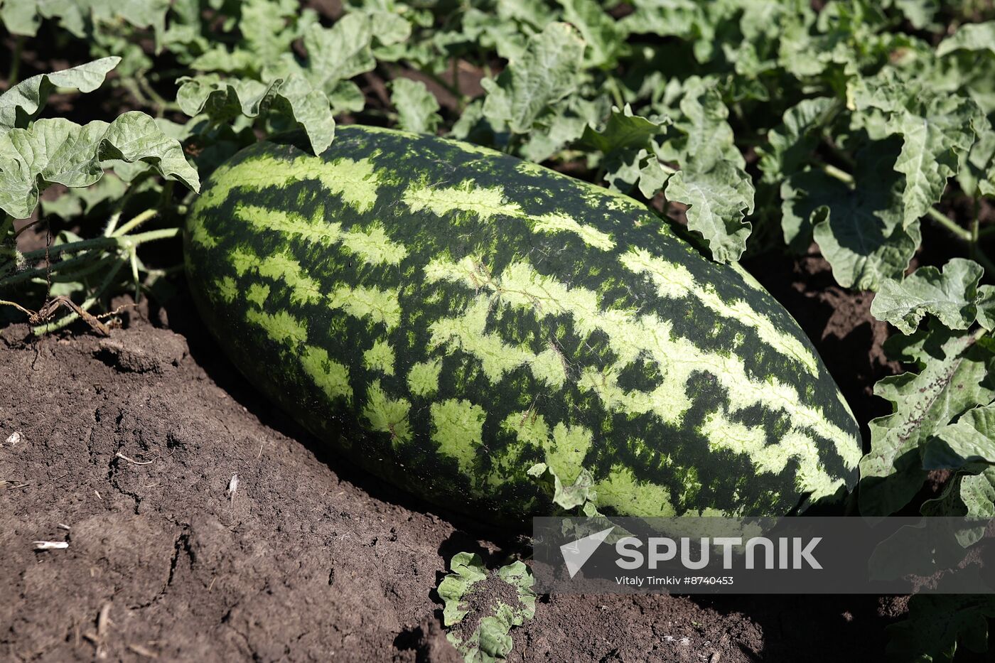 Russia Agriculture Watermelons