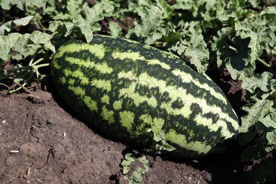 Russia Agriculture Watermelons