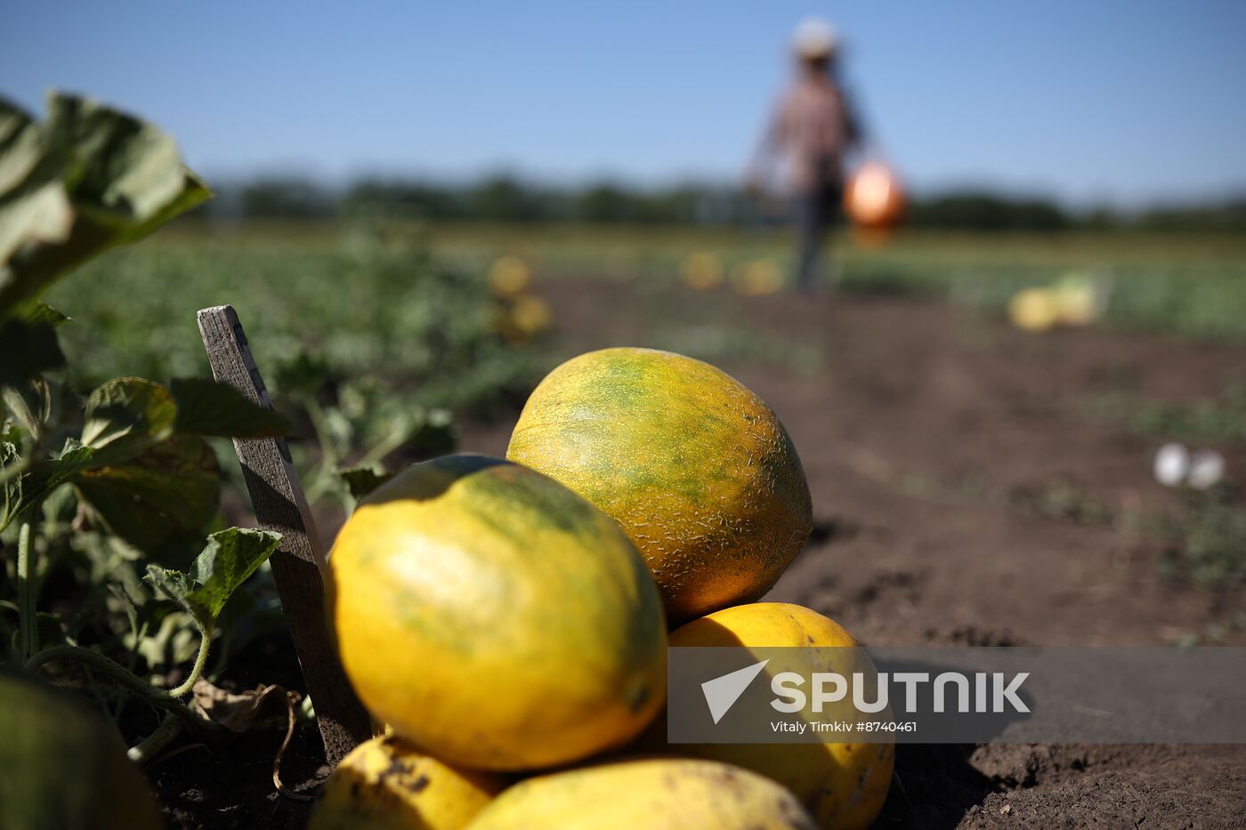 Russia Agriculture Watermelons