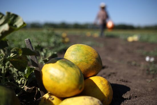 Russia Agriculture Watermelons