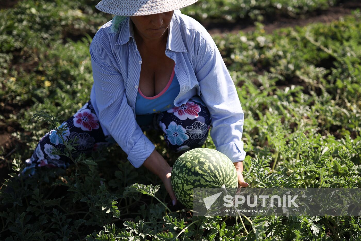 Russia Agriculture Watermelons