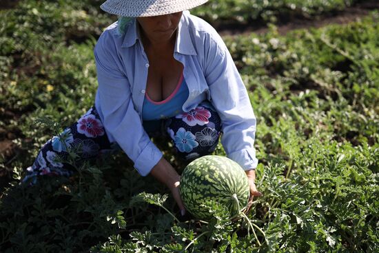 Russia Agriculture Watermelons