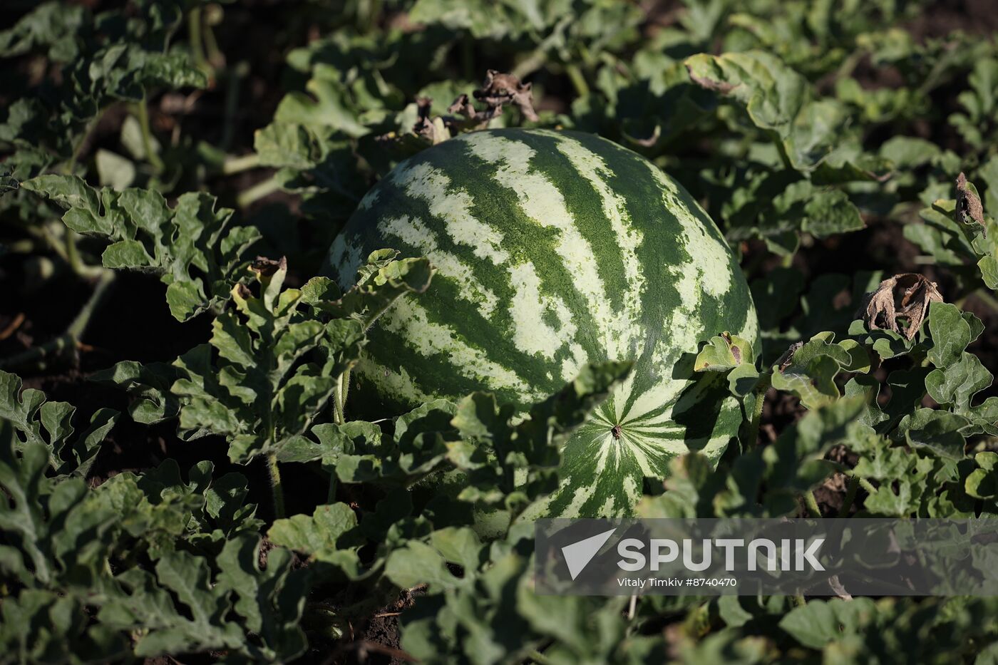 Russia Agriculture Watermelons