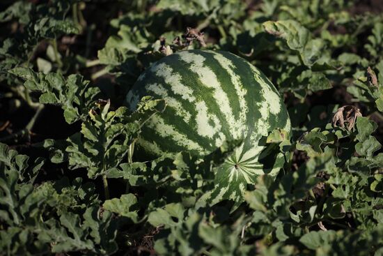 Russia Agriculture Watermelons
