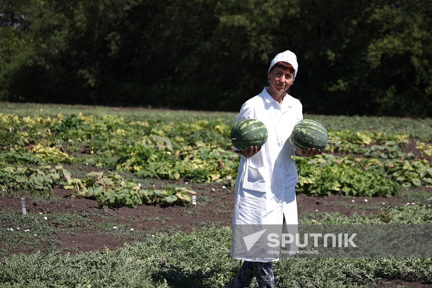 Russia Agriculture Watermelons