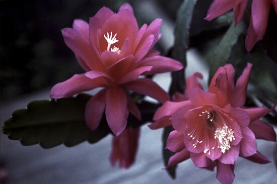 Epiphyllum cactus flowers
