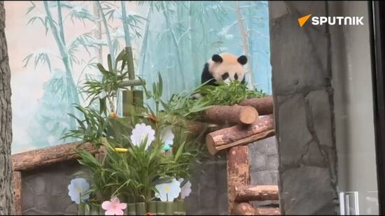 Baby panda Katyusha from the Moscow Zoo is celebrating her first birthday