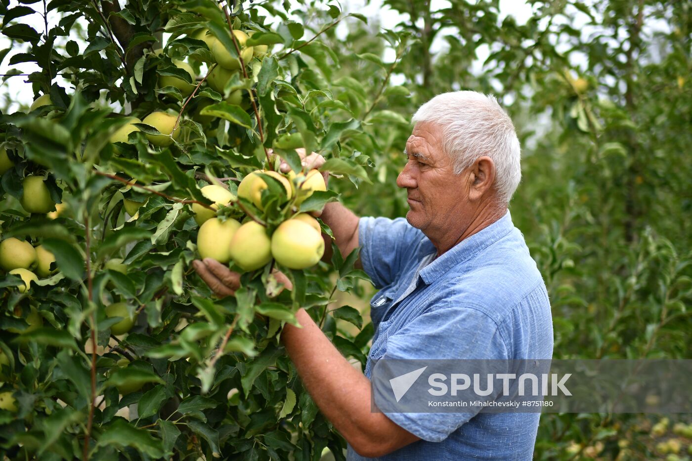 Russia Agriculture Apple Harvesting