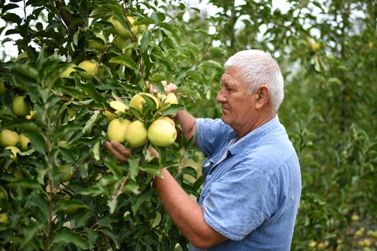 Russia Agriculture Apple Harvesting