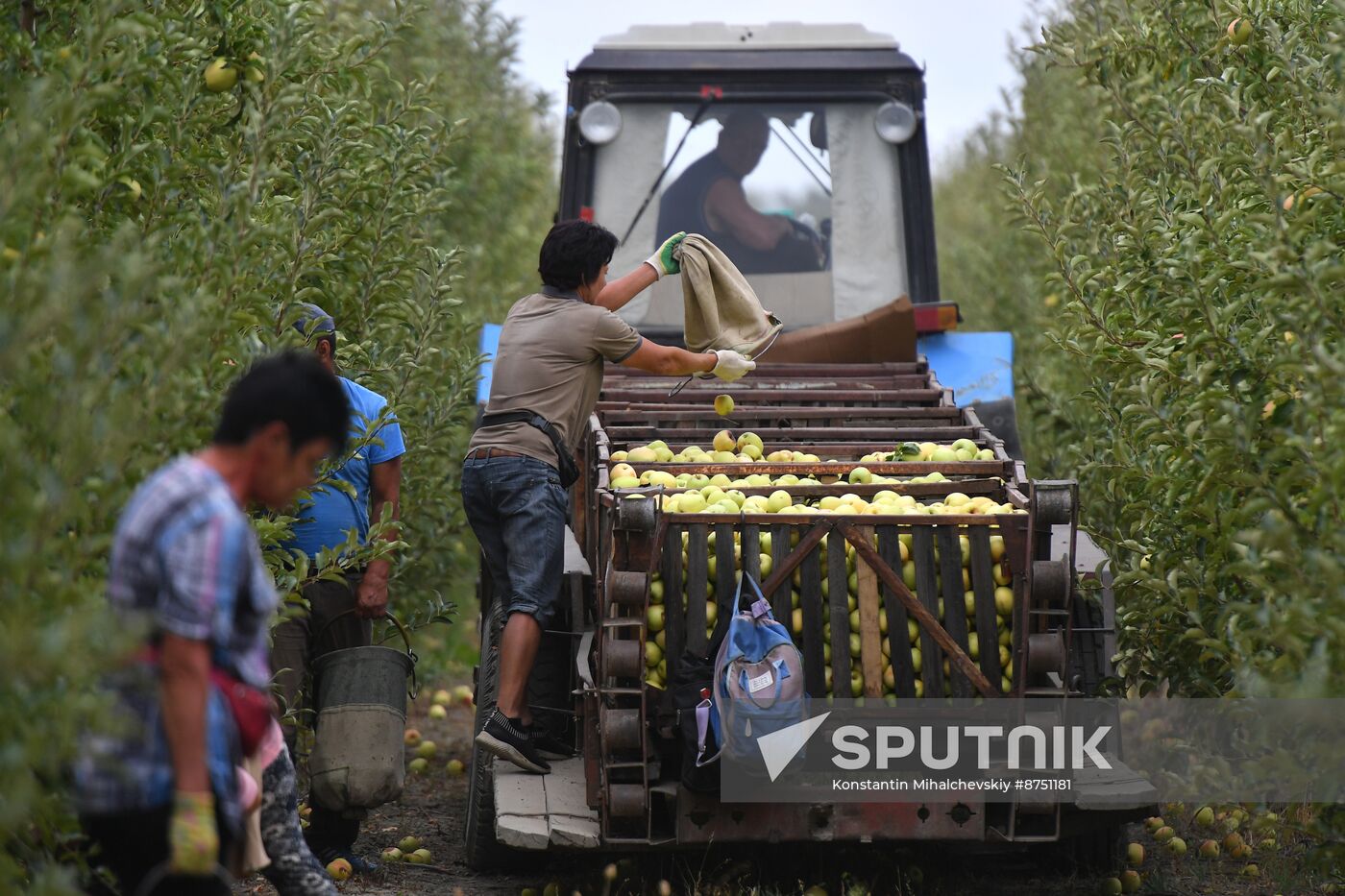 Russia Agriculture Apple Harvesting