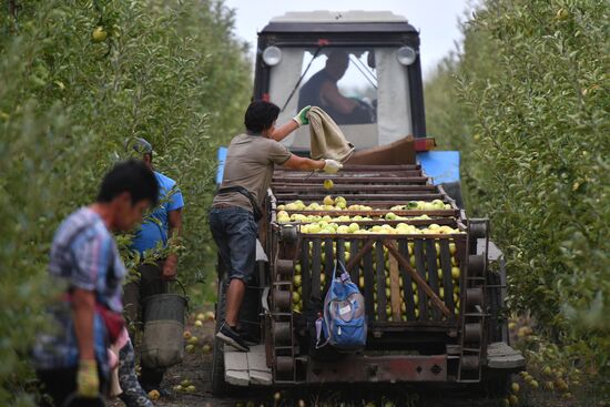 Russia Agriculture Apple Harvesting