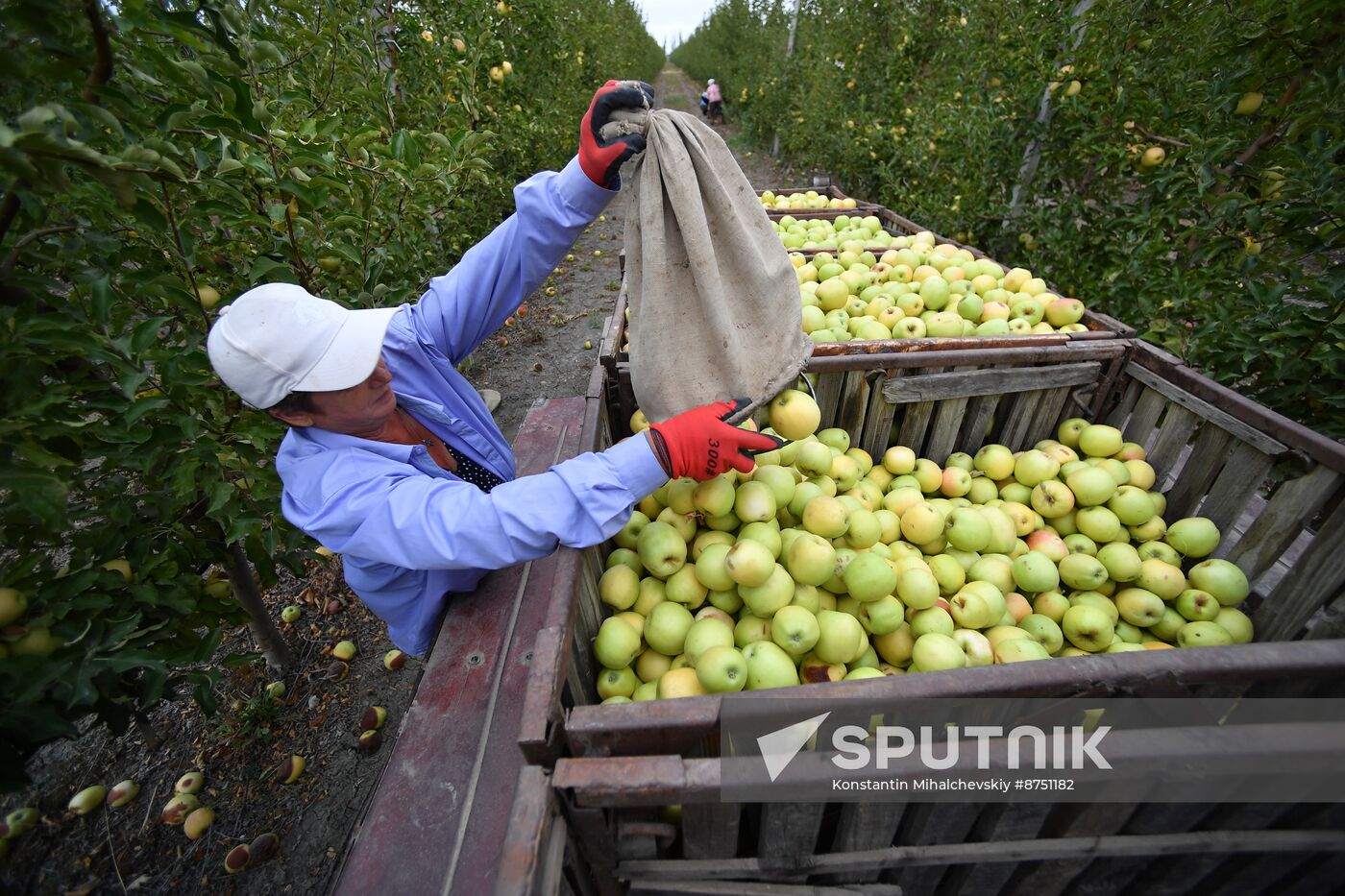 Russia Agriculture Apple Harvesting