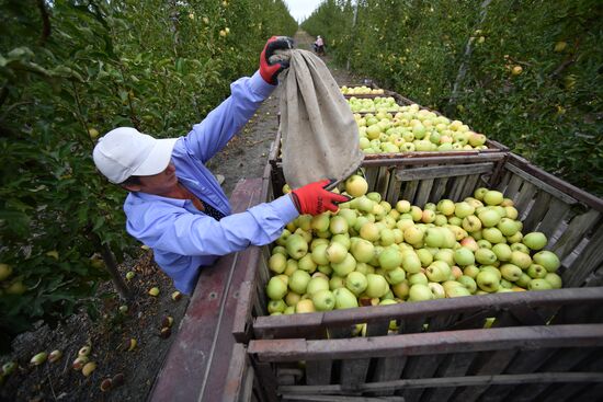 Russia Agriculture Apple Harvesting