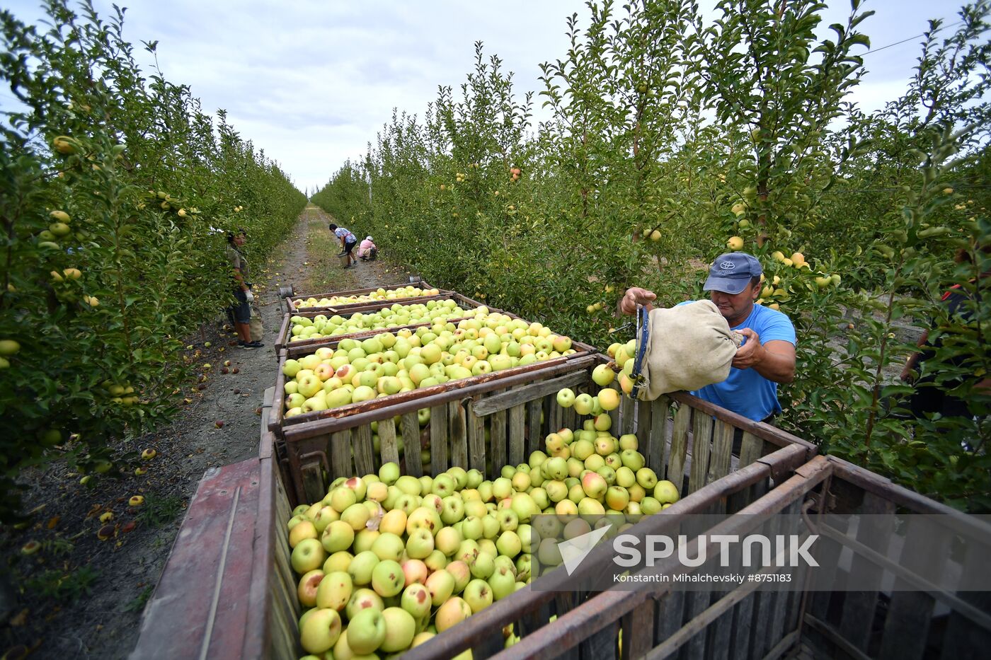 Russia Agriculture Apple Harvesting