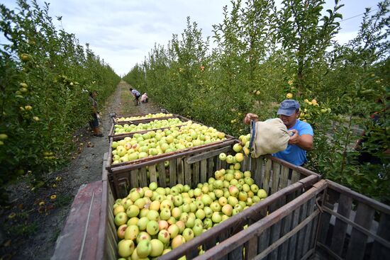 Russia Agriculture Apple Harvesting