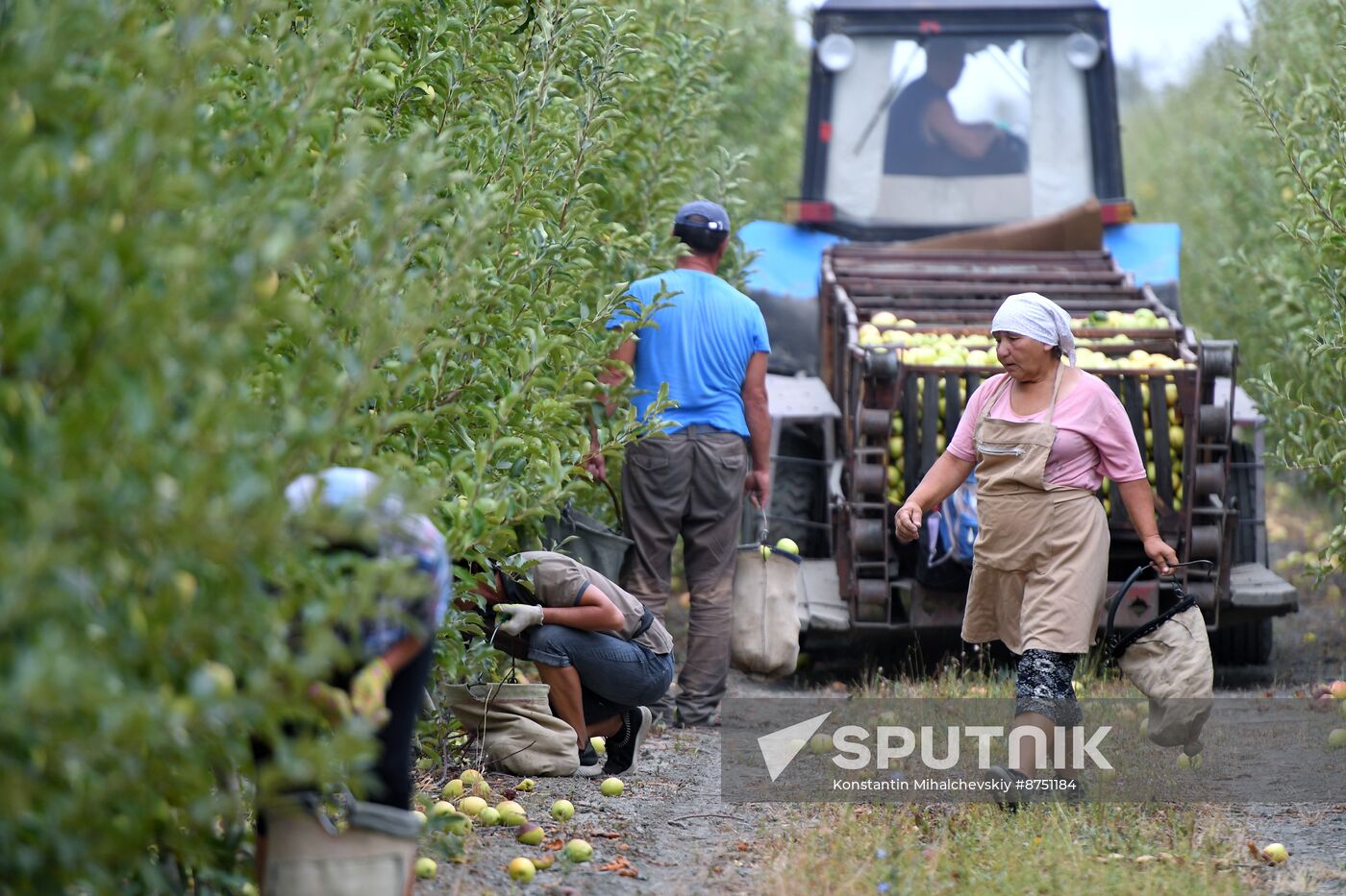 Russia Agriculture Apple Harvesting