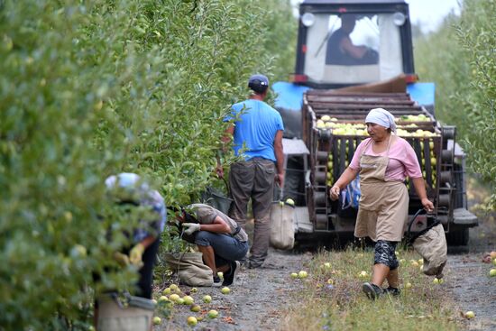 Russia Agriculture Apple Harvesting