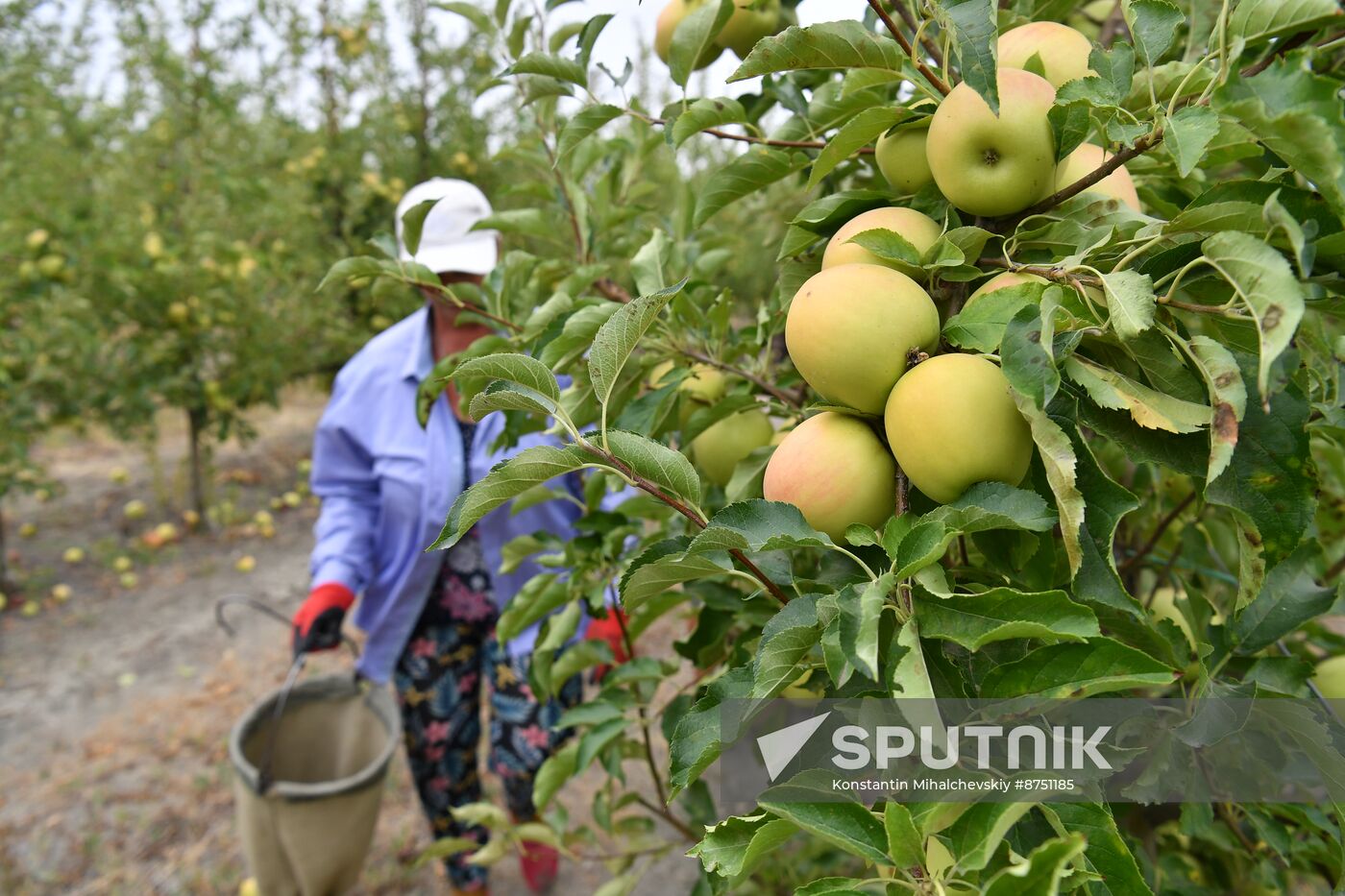 Russia Agriculture Apple Harvesting