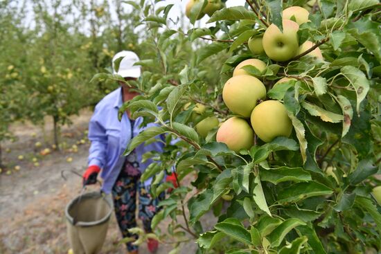 Russia Agriculture Apple Harvesting