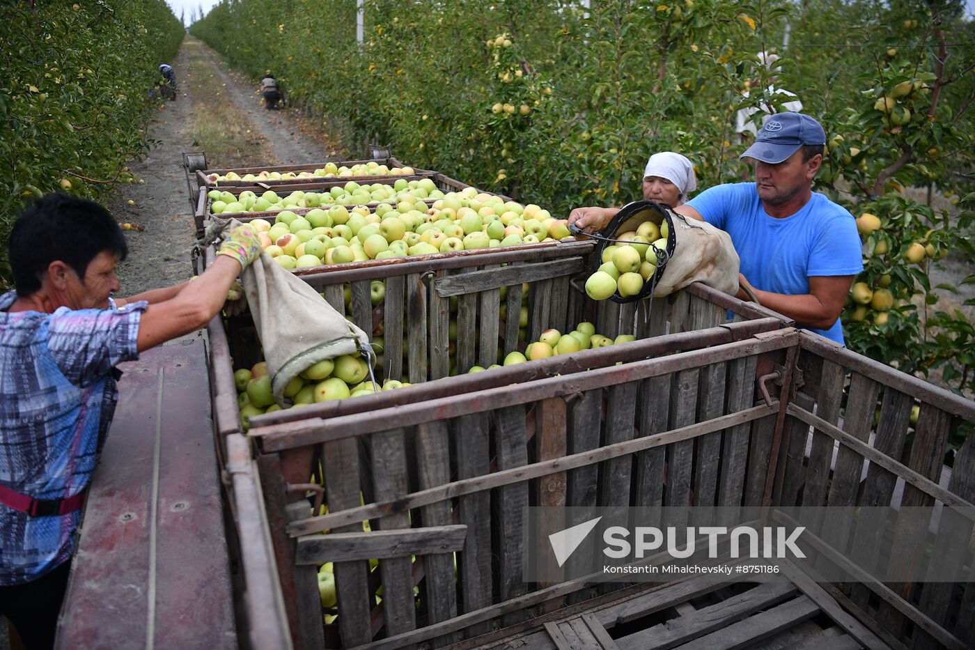 Russia Agriculture Apple Harvesting