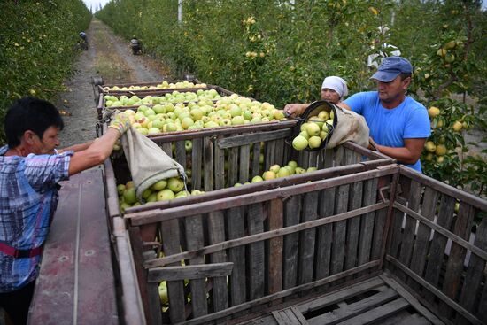 Russia Agriculture Apple Harvesting