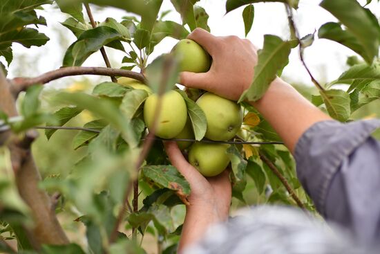 Russia Agriculture Apple Harvesting