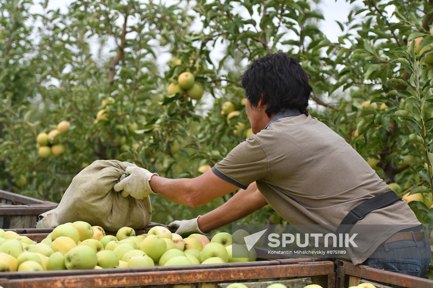 Russia Agriculture Apple Harvesting