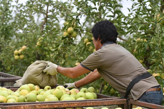 Russia Agriculture Apple Harvesting