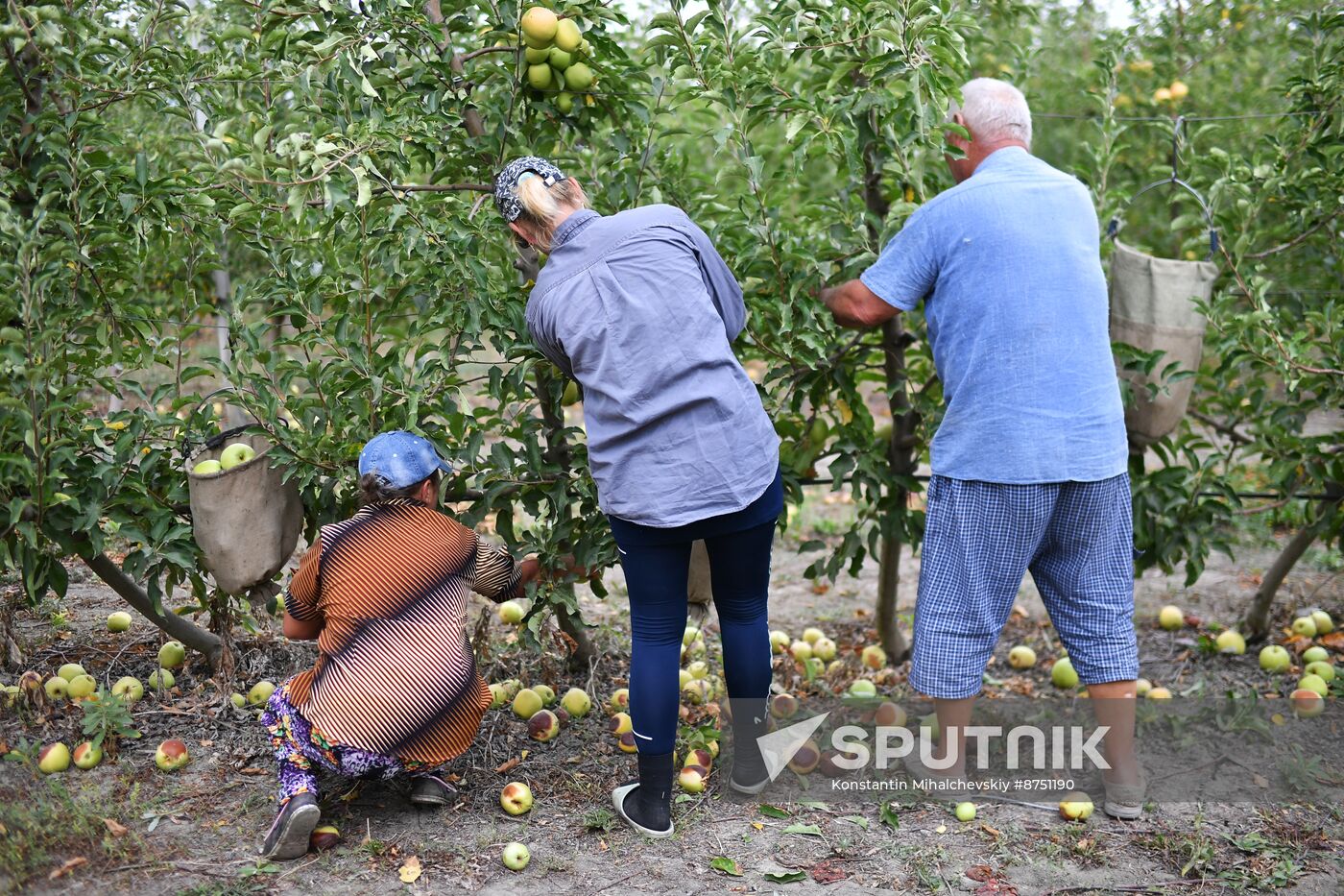 Russia Agriculture Apple Harvesting