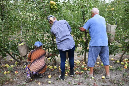 Russia Agriculture Apple Harvesting