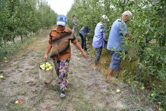 Russia Agriculture Apple Harvesting