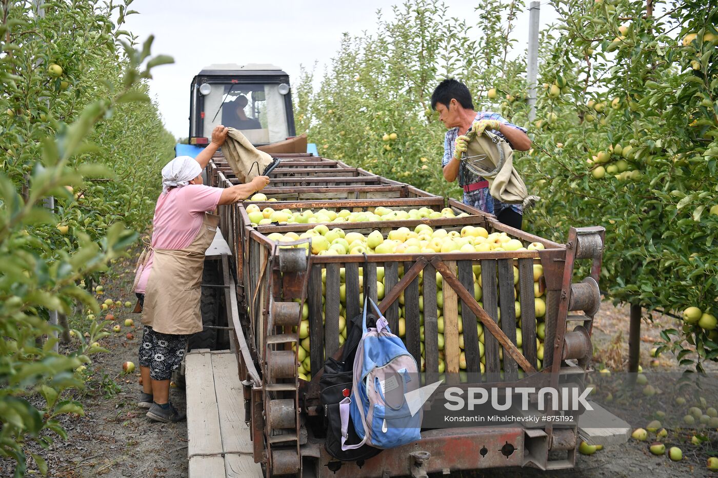 Russia Agriculture Apple Harvesting