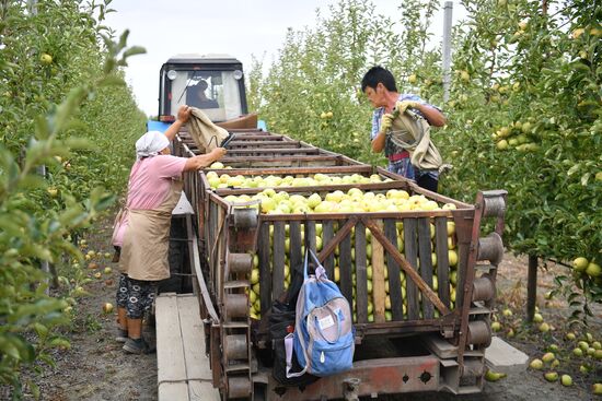 Russia Agriculture Apple Harvesting