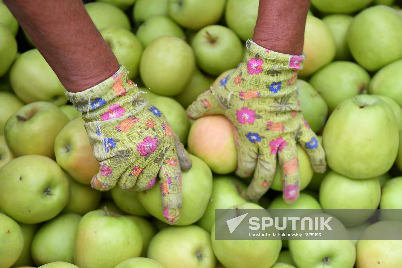 Russia Agriculture Apple Harvesting