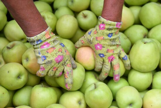 Russia Agriculture Apple Harvesting