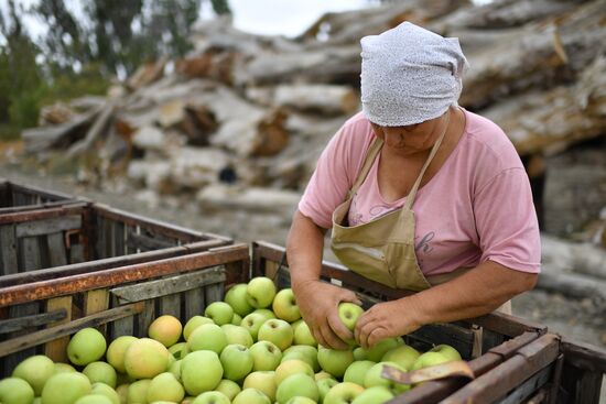 Russia Agriculture Apple Harvesting