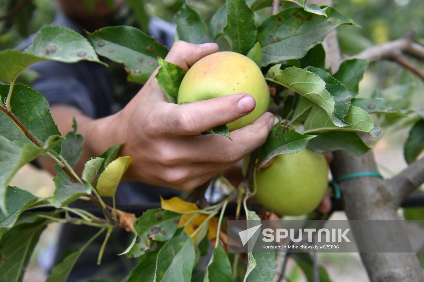 Russia Agriculture Apple Harvesting