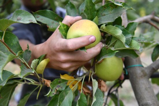 Russia Agriculture Apple Harvesting