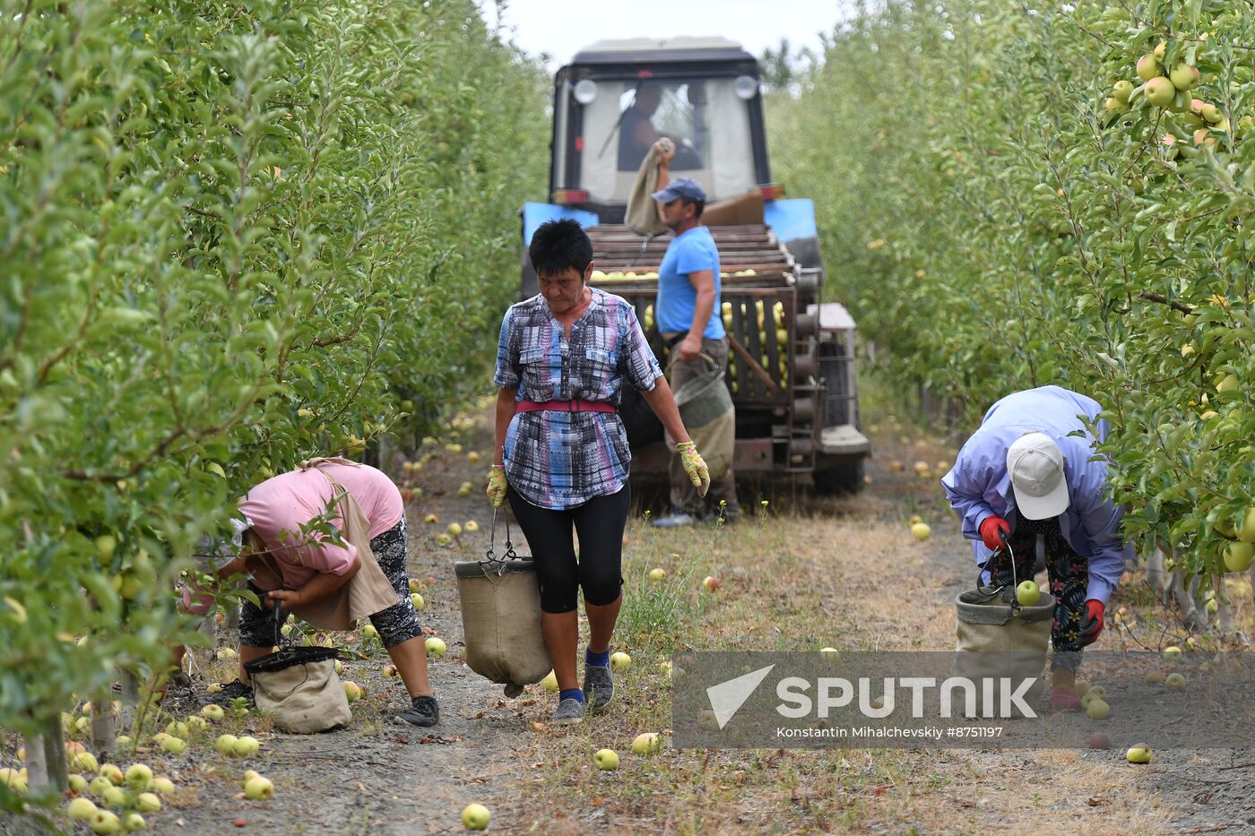 Russia Agriculture Apple Harvesting