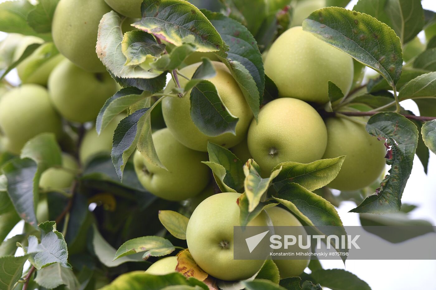 Russia Agriculture Apple Harvesting