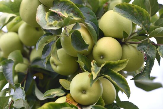 Russia Agriculture Apple Harvesting