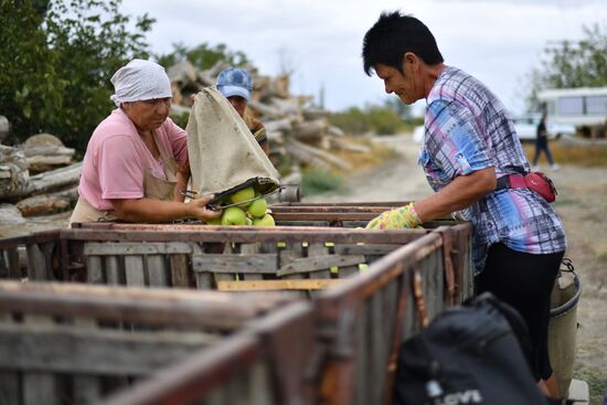 Russia Agriculture Apple Harvesting